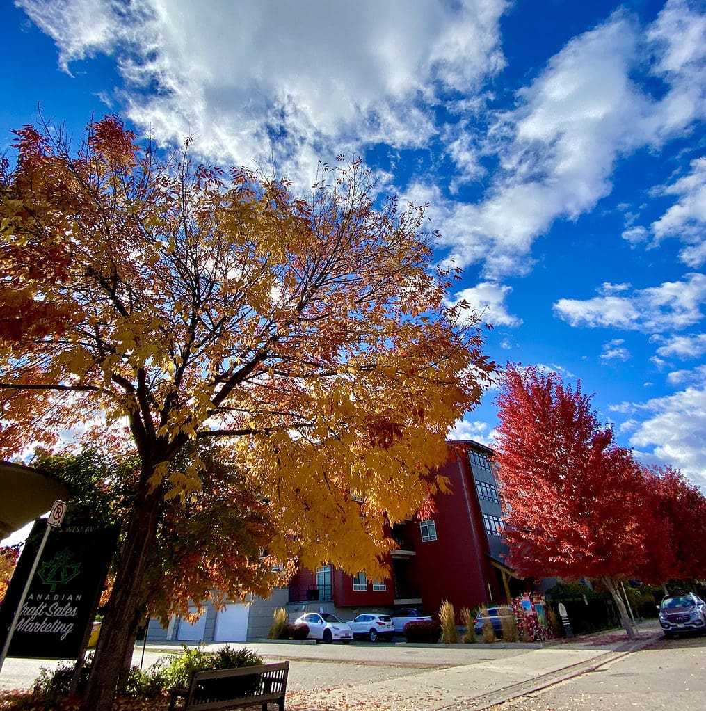 A beautiful fall day walking along a sidewalk in Kelowna, BC with red and yellow trees overhead