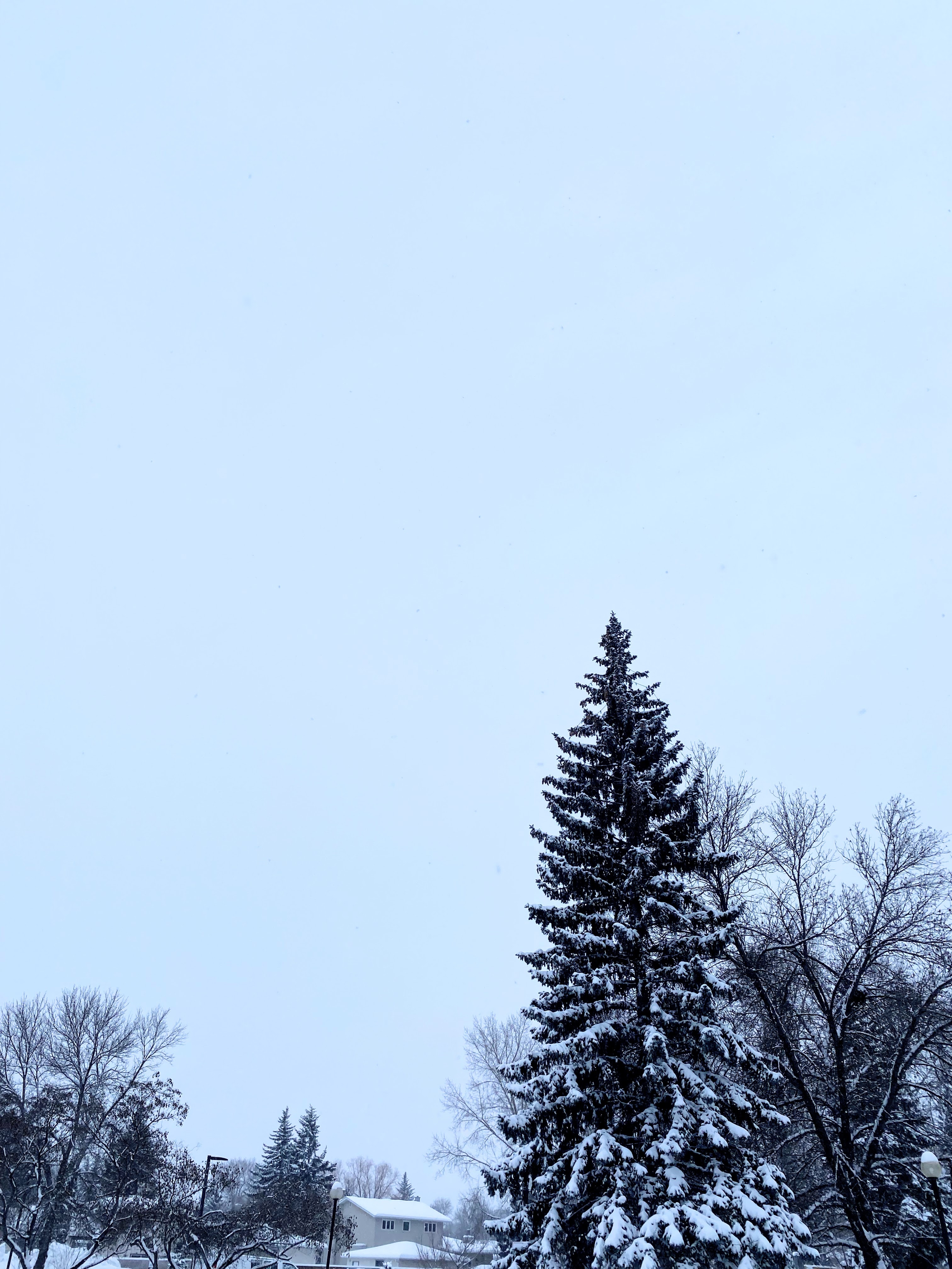 Snow covered evergreens in the winter