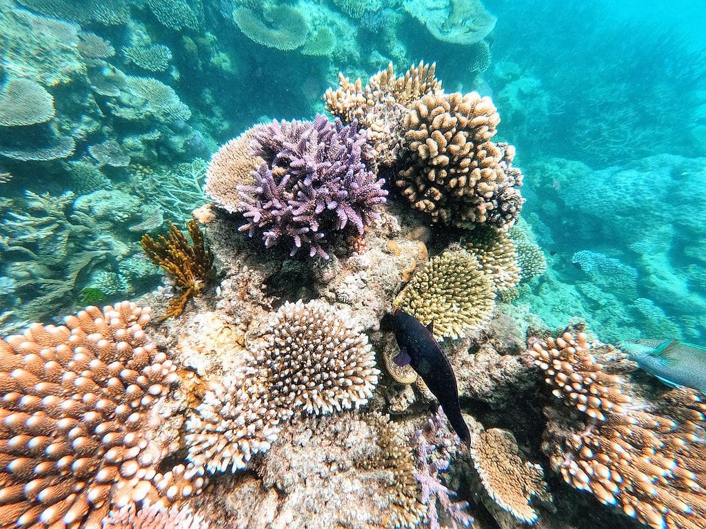 Snorkelling the Great Barrier Reef amongst the colourful coral