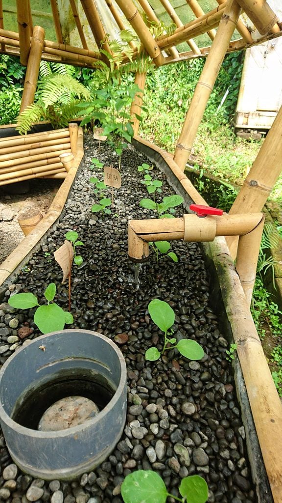 Eco-friendly hydroponic garden being grown at the green school in Bali
