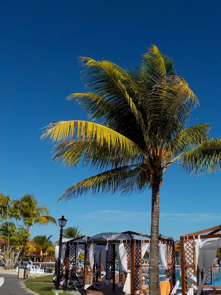 Palm trees at our all-inclusive resort in Cuba