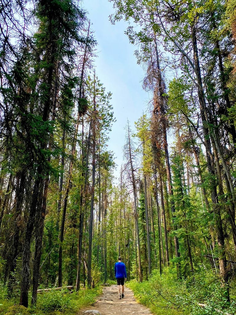 Hiking through the bush in Alberta, Canada
