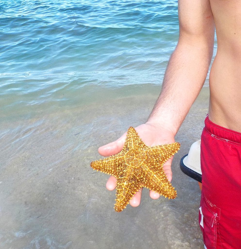 Mike holding starfish at the beach resort