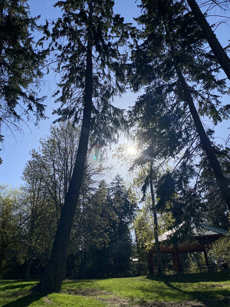 Sitting amongst the trees in Bertram Creek Regional Park